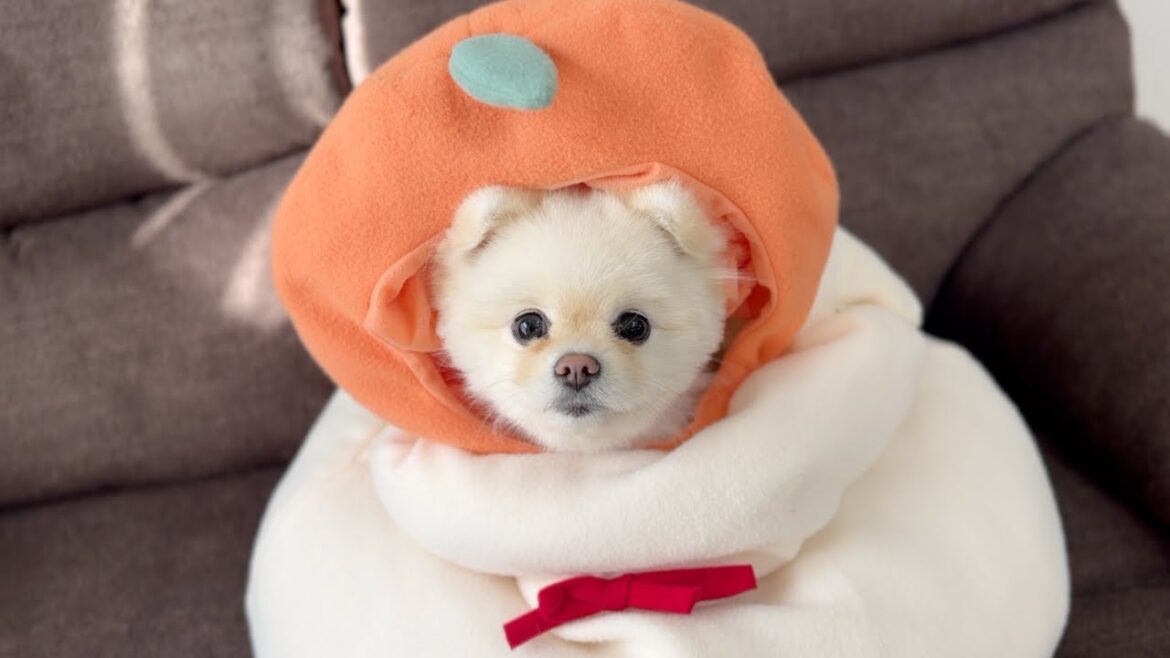 お正月に鏡餅になったポメラニアン お正月に鏡餅になったポメラニアン