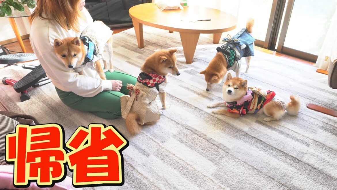 お年玉を貰い、戸惑う4兄妹のリアクションが可愛過ぎました。 お年玉を貰い、戸惑う4兄妹のリアクションが可愛過ぎました。