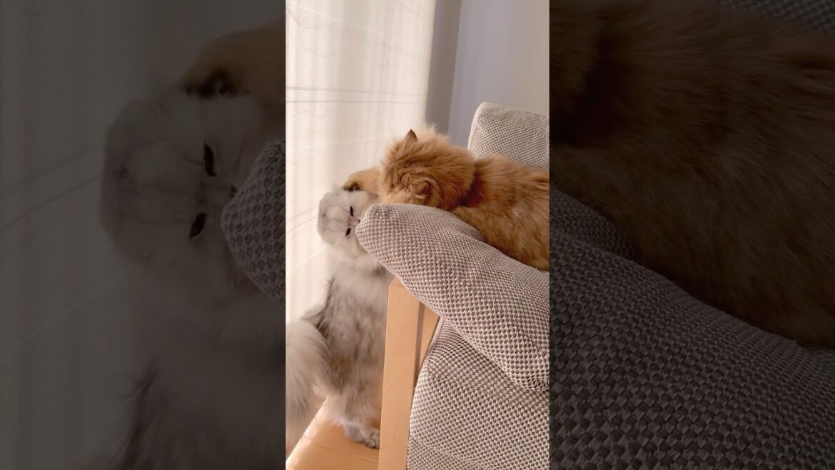 もふもふ猫の新年初バトル 【サイベリアン】 #Shorts