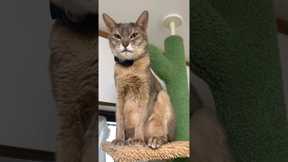座り方がなんか変な猫 #shotts #アビシニアン #猫のいる暮らし