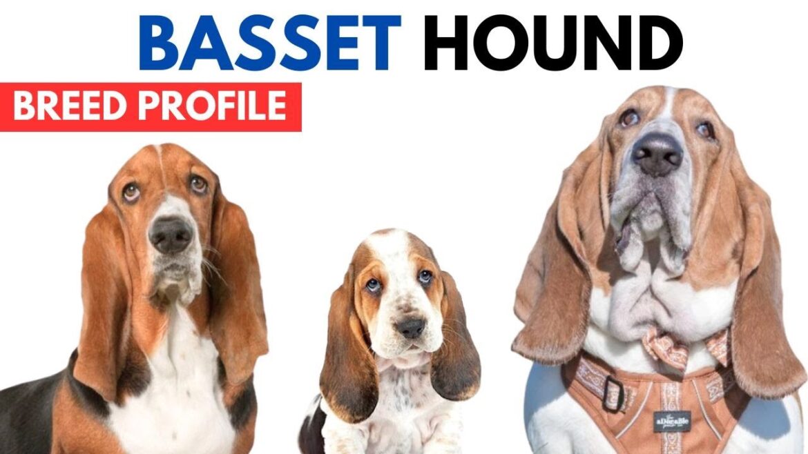 Basset Hound Breed Profile History - Price - Traits - Basset Hound Grooming Needs - Lifespan