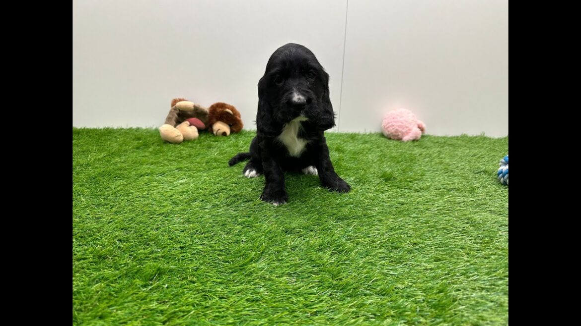 🐶 Engelse cocker spaniel 🐶 teefje 🐶 PUP ID 010670541 🐶