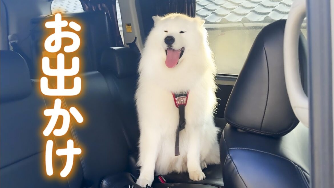 お出かけと分かると誰よりも早く車に乗りニコニコで待機する犬がかわいすぎました! お出かけと分かると誰よりも早く車に乗りニコニコで待機する犬がかわいすぎました!