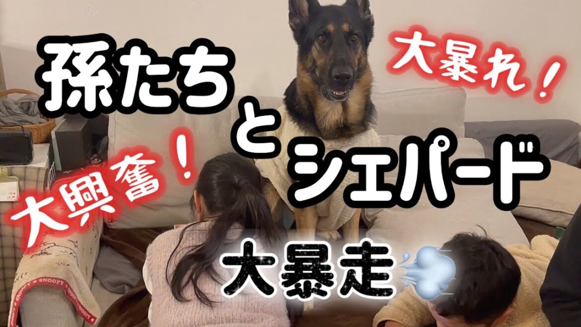 大好きな孫たちがきたら、シェパードまろんが大暴走❣️大変なことになりました😅【ジャーマンシェパード】