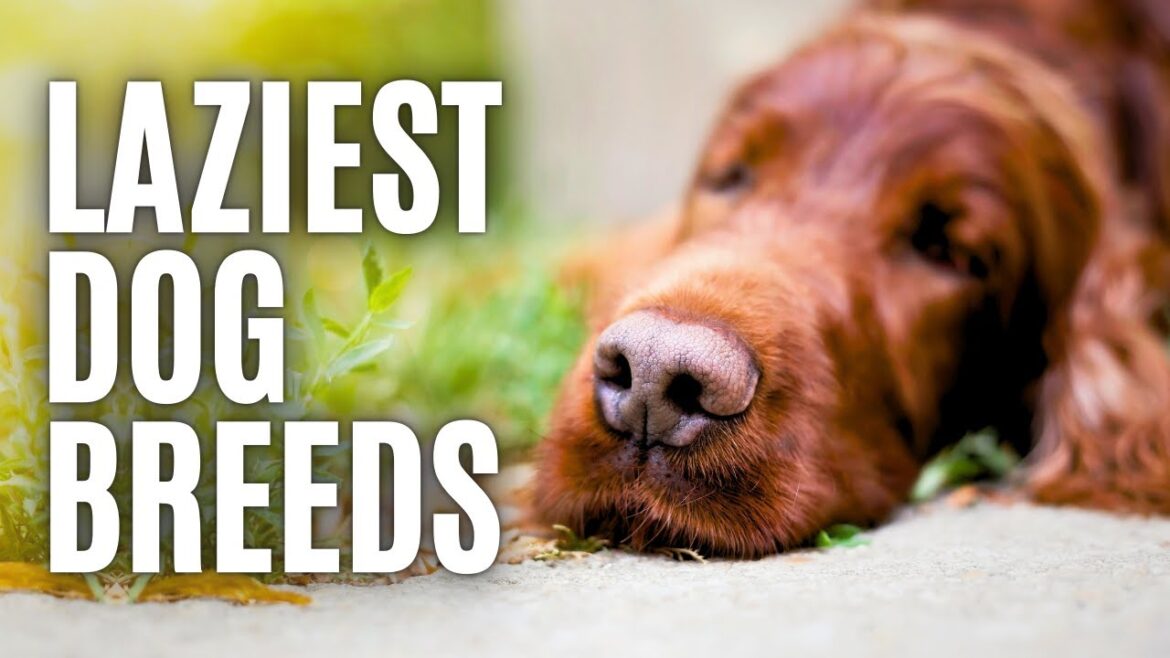 Top 10 Laziest Dog Breeds in the World!