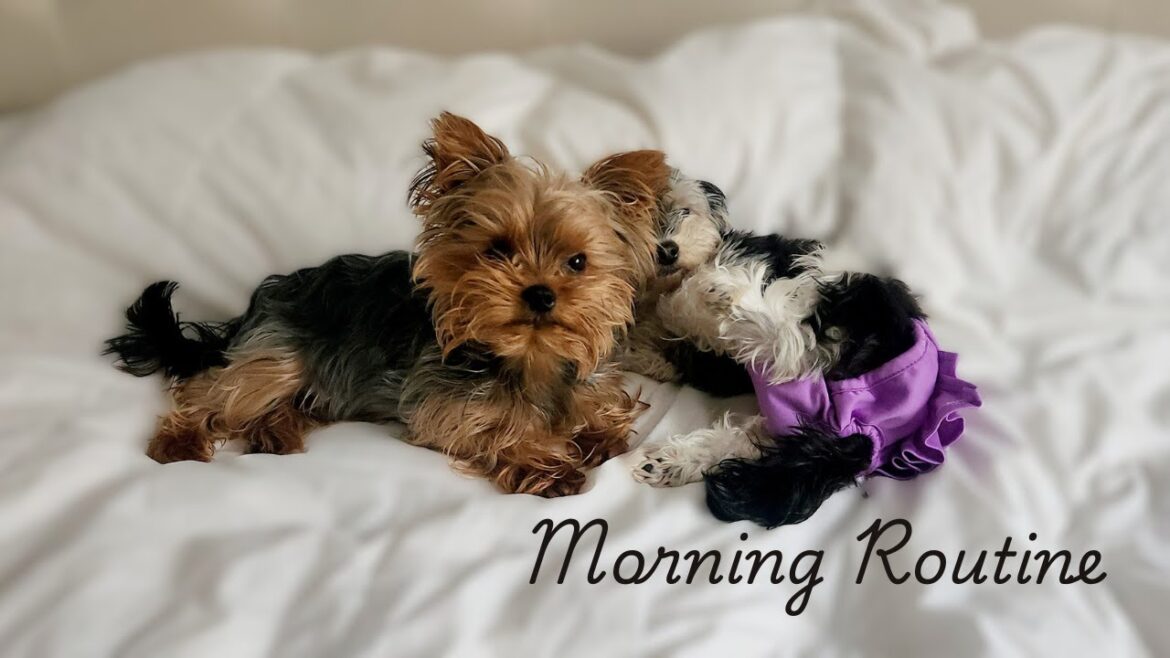 Yorkie Morning Routine 🐾 | Playtime, Breakfast & Cozy Couch Moments!