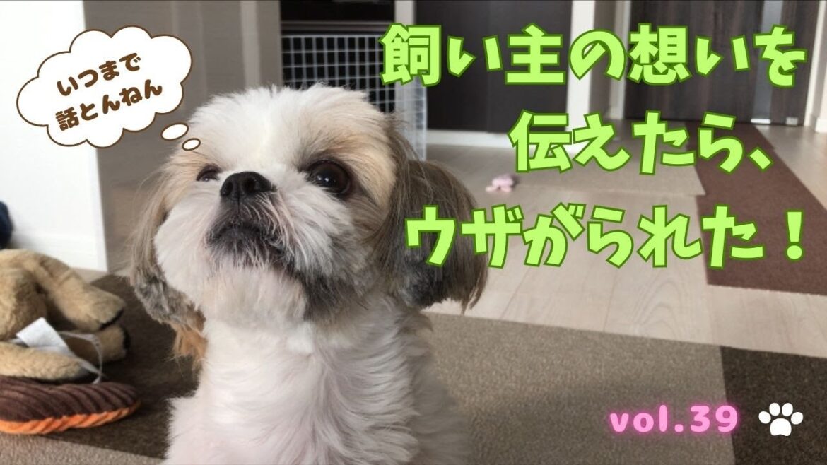 [シーズー犬]新年の挨拶と飼い主の想いを伝えたらウザがられた！願いよ届け！