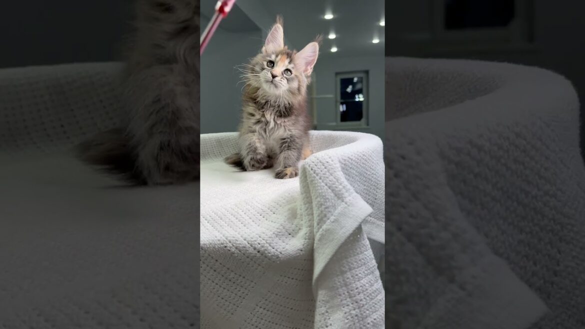 Sheila Marble Tortoise Shell Maine Coon Female Kitten Available Now | Purebred Kitties Sheila Marble Tortoise Shell Maine Coon Female Kitten Available Now | Purebred Kitties