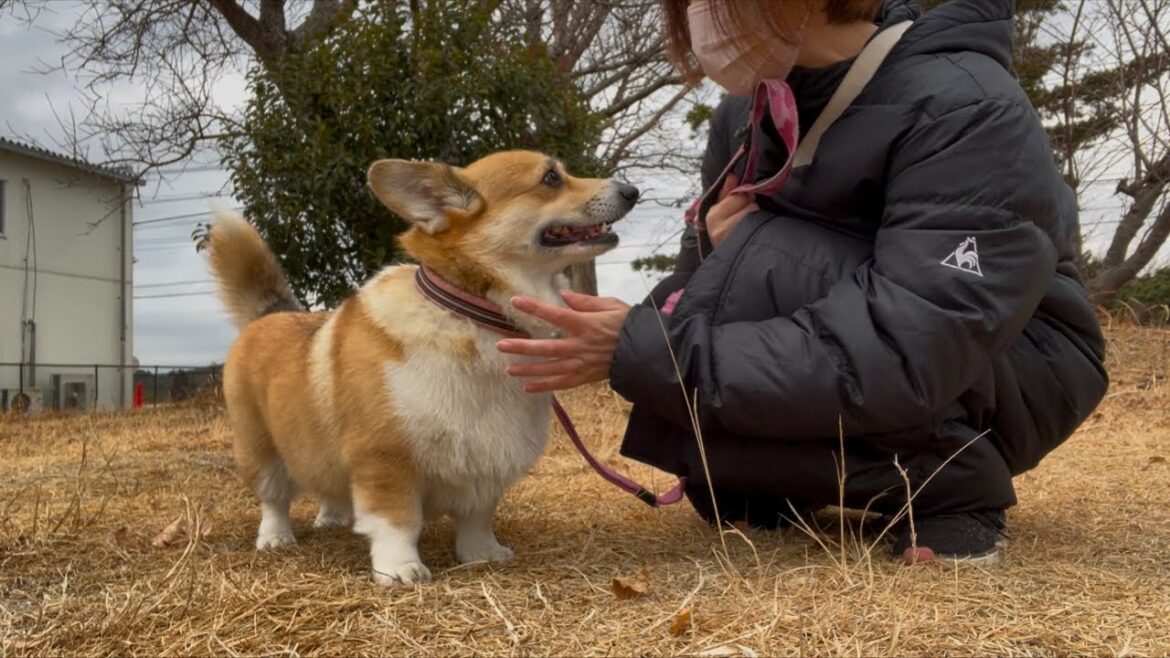 2025初ライブ♡ あさんぽin千葉 #コーギー 2025初ライブ♡ あさんぽin千葉 #コーギー