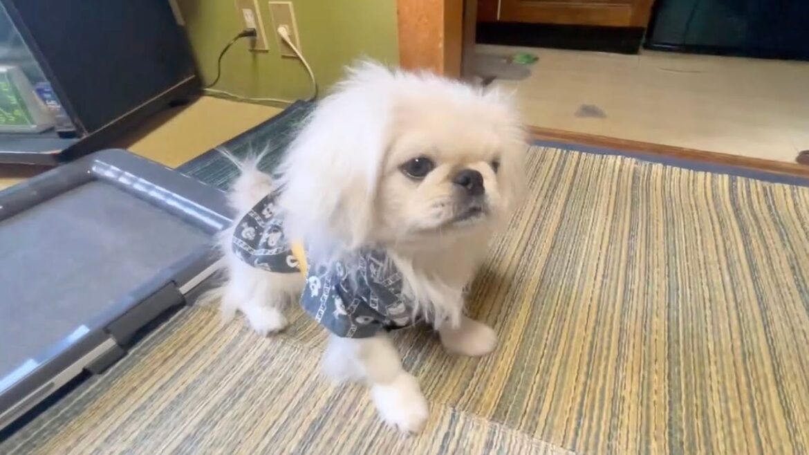 先代犬のおさがりを着てみる仔ペキニーズ