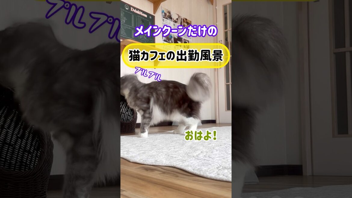 メインクーンだけの【猫カフェの出勤風景】#cat #mainecoon #大型猫