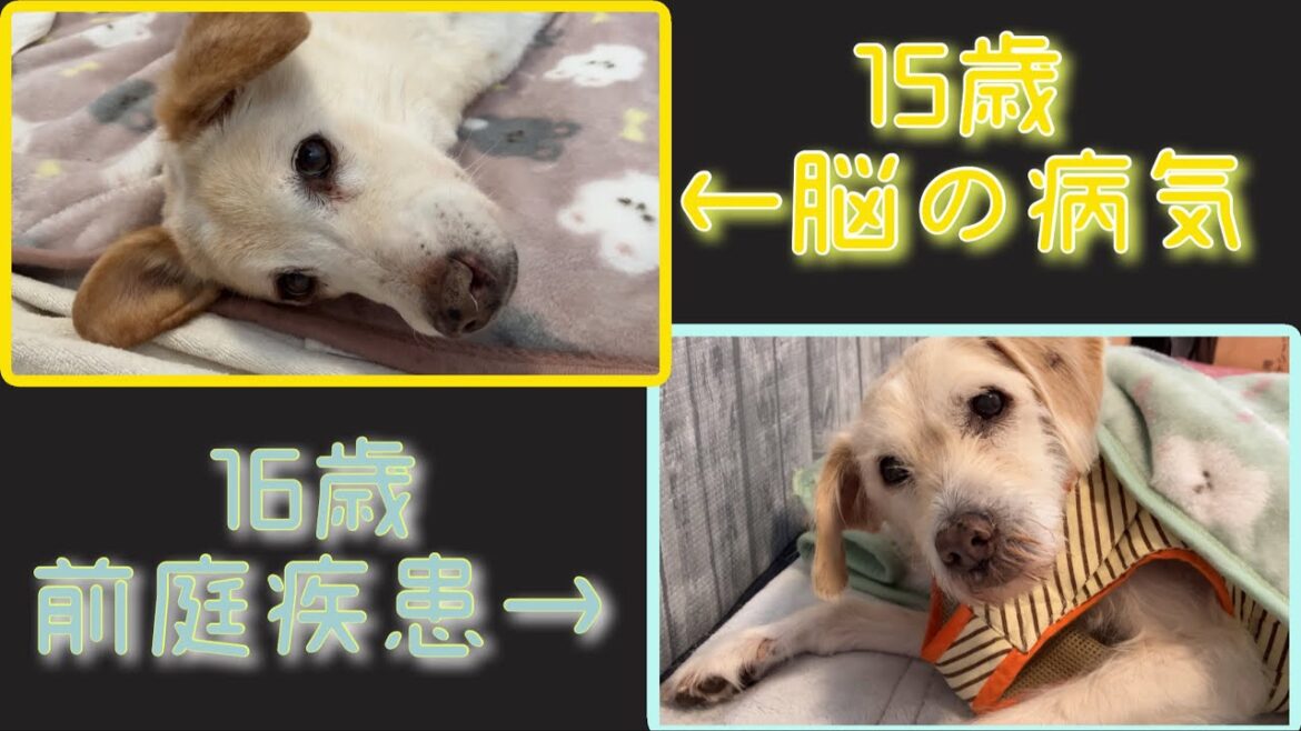 【16歳15歳犬】前庭疾患クゥちゃん16歳のその後とキナちゃん15歳の病について 【16歳15歳犬】前庭疾患クゥちゃん16歳のその後とキナちゃん15歳の病について