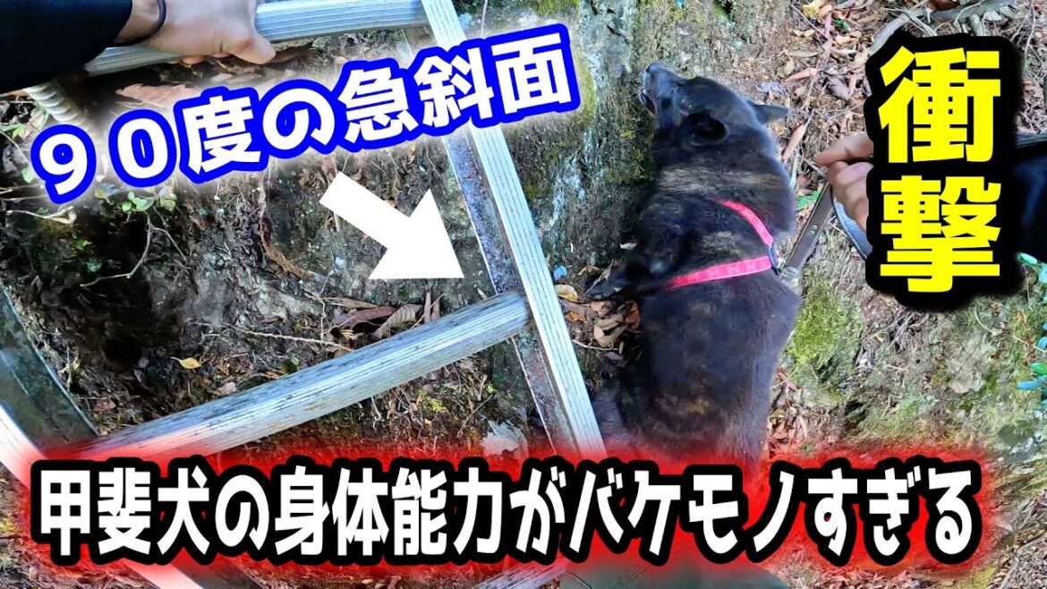 【衝撃】甲斐犬と山登りしたら体が強すぎてビックリしました【御岳山リベンジ編第２話】