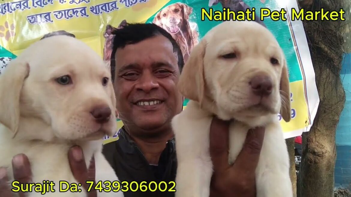 Beat Quality Boxer Huskey & Lab at Low Price in Naihati Pet Market l Dog Market Kolkata