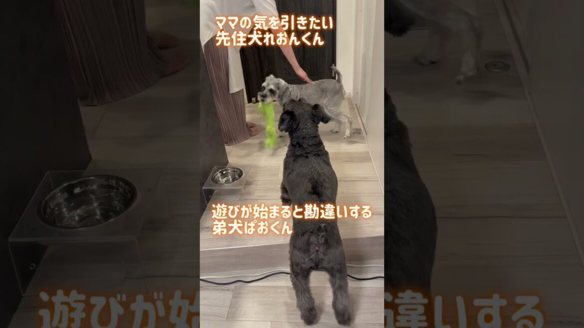 【れおぱおチャンネル】気を引きたいれおんくんと遊びたいぱおくん犬　#愛犬  #多頭飼い  #シュナウザー  #れおぱおチャンネル  #dog