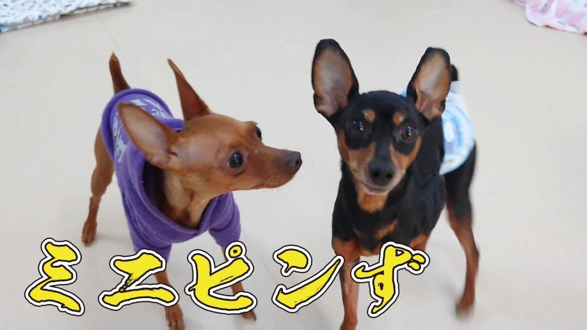 ミニピンず2025 🐶ひみつきちなう!①🐶  2025年1月4日 ミニピンず2025 🐶ひみつきちなう!①🐶  2025年1月4日