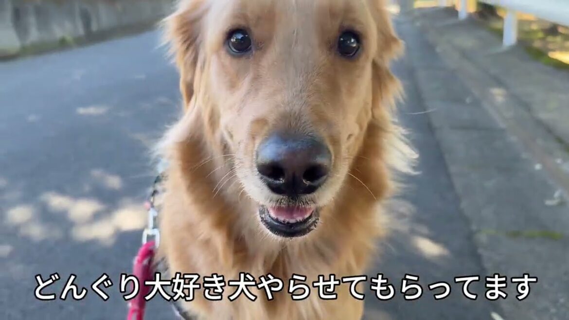 どんぐりが大好きすぎるゴールデンレトリバー
