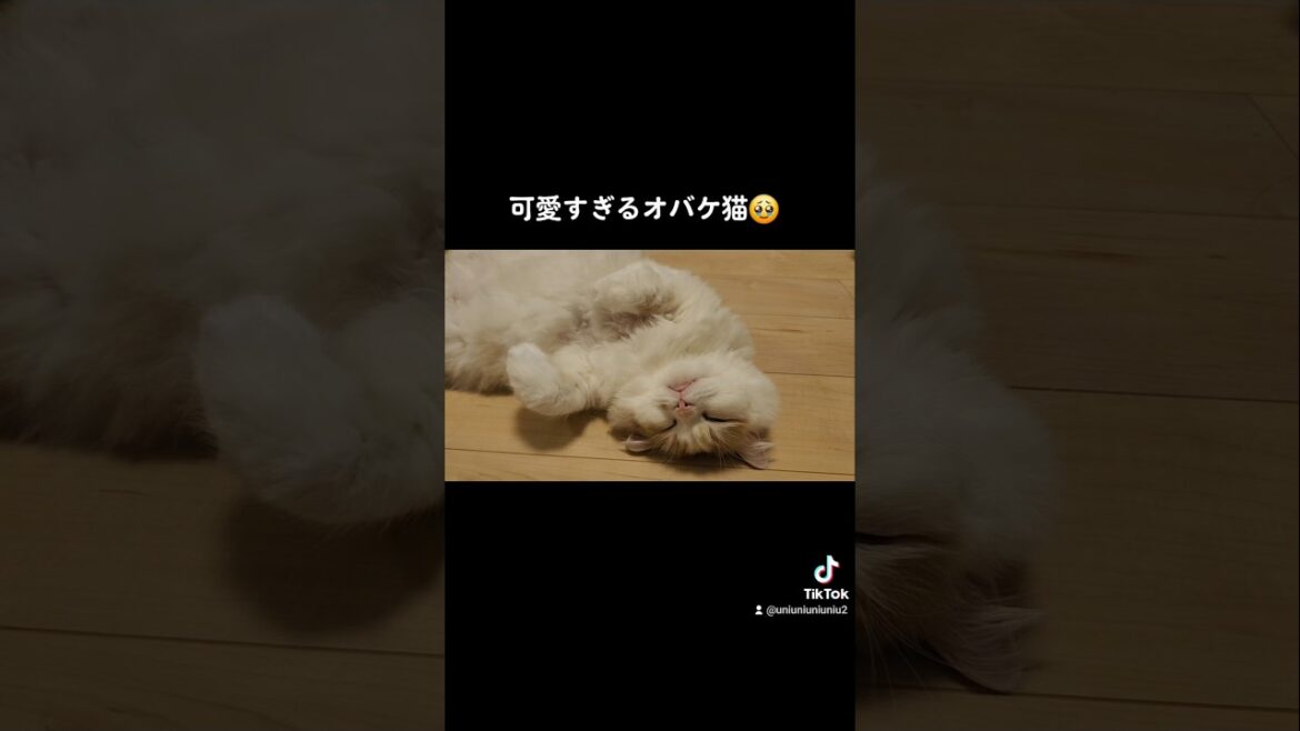 あけましておめでとう🎍寝落ち猫が可愛すぎました #ラガマフィン #猫のいる暮らし #cat