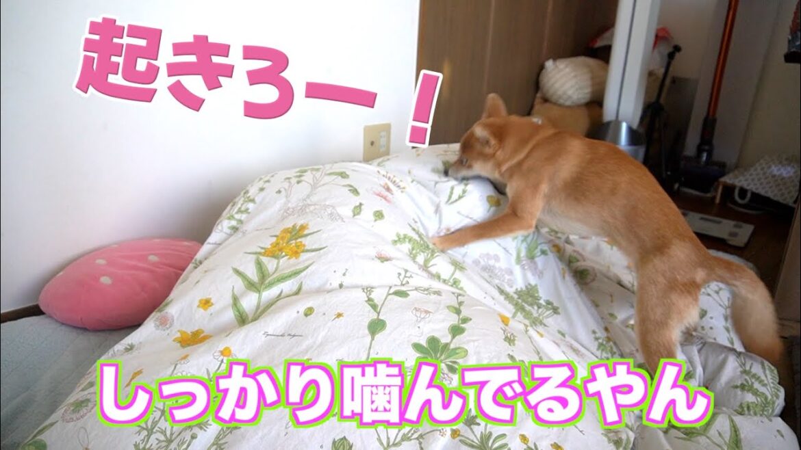 【柴犬飼いたいと思っていた頃の気持ちはどこへ?】寝坊な飼い主を叩き起こす柴犬 小夏 【柴犬飼いたいと思っていた頃の気持ちはどこへ?】寝坊な飼い主を叩き起こす柴犬 小夏