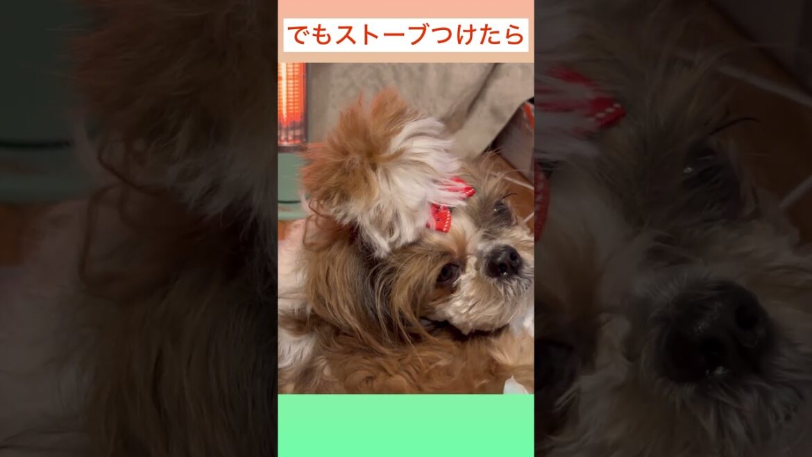 ♦︎遊ぶよりも暖をとるわんこがこちら💜シーズーてんちゃん日記　４歳】#shorts#シーズー#Shih Ztu#シーズーてんちゃん日記#てん#らん#dog #Cute #可愛い#わんこ#遊び