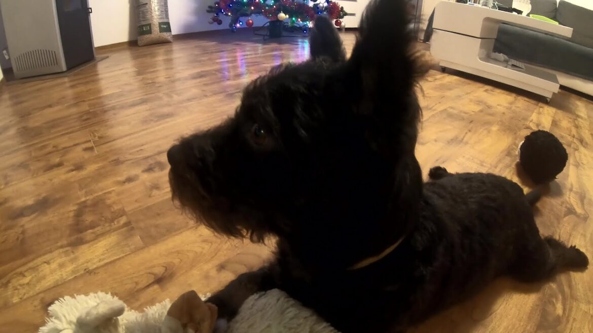 #see how a little dog plays with toys :)