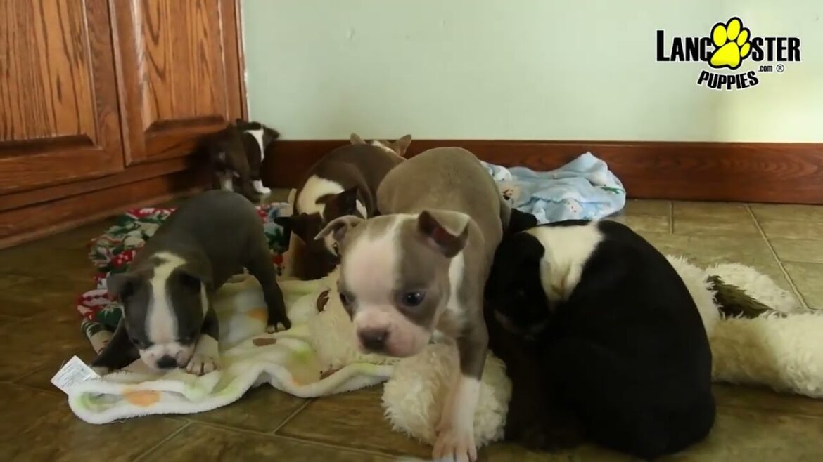 Outgoing Boston Terrier Puppies
