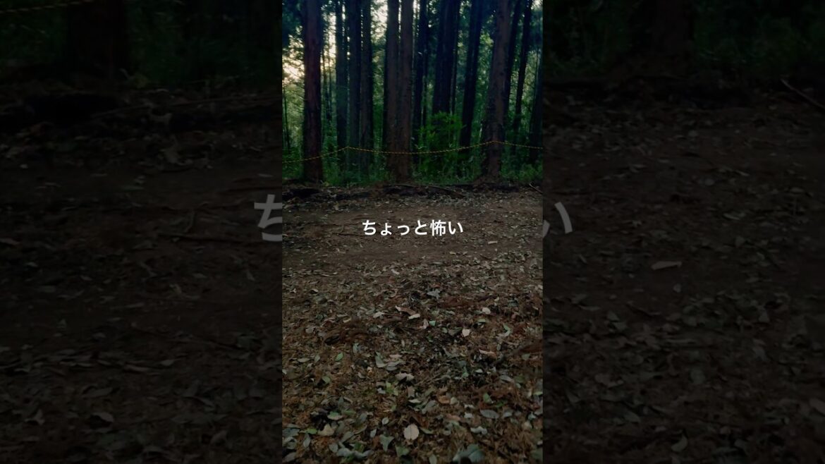 イノシシがいる山を散歩！ドキドキの夕方アタック【＠ボーダーコリー】#shorts #short  #bordercollie #ボーダーコリー