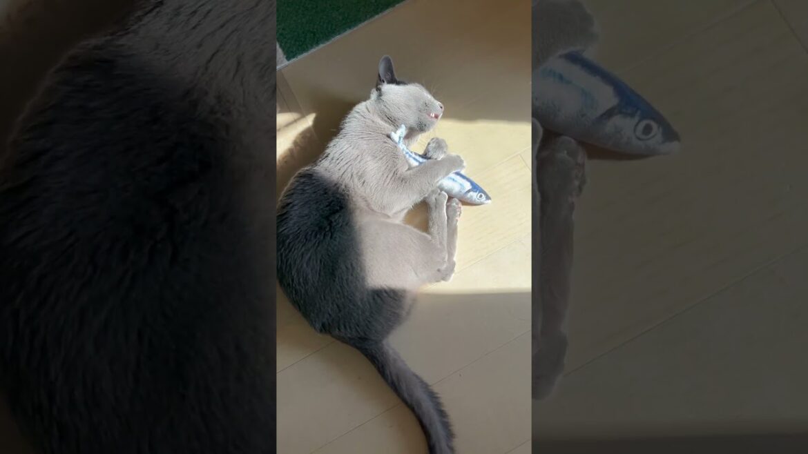 ウィルの毎日 522 お魚とウィル。 #ロシアンブルー #RussianBlue #Cat #猫 #ねこ ウィルの毎日 522 お魚とウィル。 #ロシアンブルー #RussianBlue #Cat #猫 #ねこ