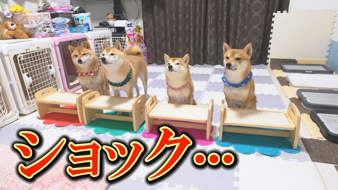 全力で祝ったけれど、誕生日プレゼントに喜ばない柴犬を見て、少し不安になりました・・・