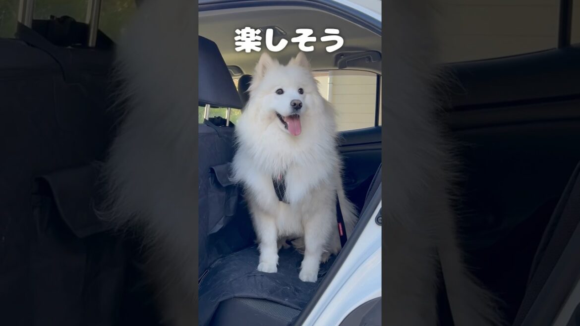 ついに歩かなくなった怠惰サモエド　#サモエド #samoyed