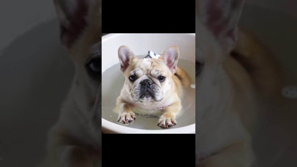 【癒し】お風呂が好きなフレンチブルドッグ2 【癒し】お風呂が好きなフレンチブルドッグ2