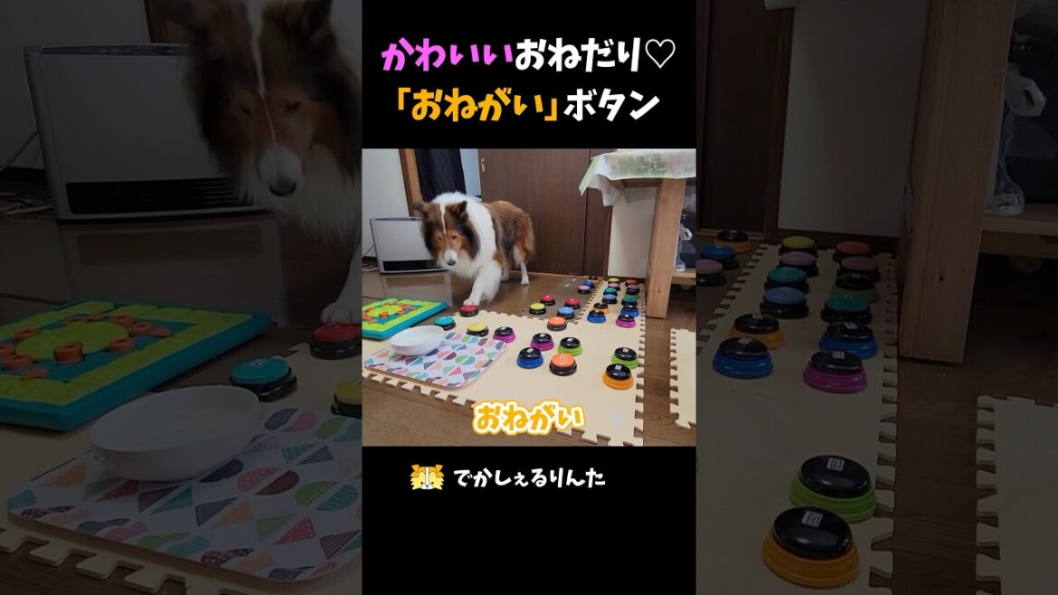 かわいいおねだり♡「おねがい」ボタン【会話ボタンでしゃべる犬】 #shorts #dog かわいいおねだり♡「おねがい」ボタン【会話ボタンでしゃべる犬】 #shorts #dog
