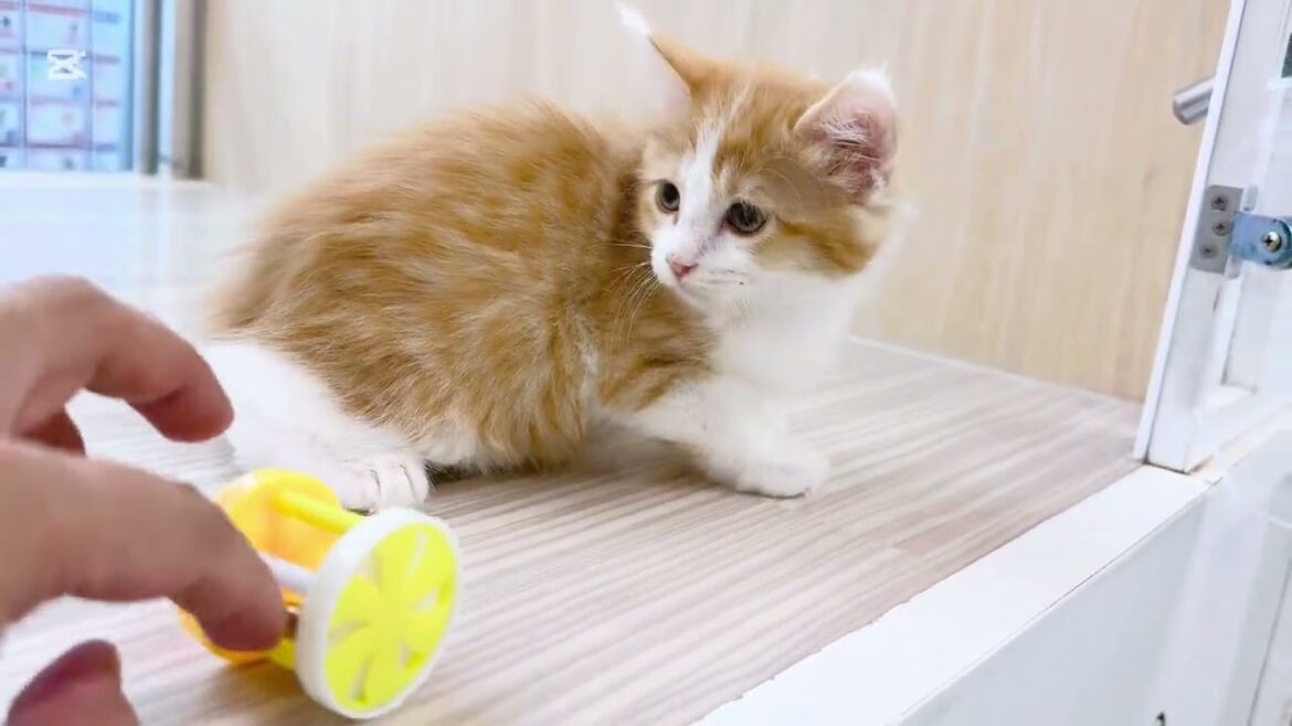 【2024.12.30公開】激カワ&良血統なメインクーン 女の子♡お部屋にデビューした瞬間を大公開♪