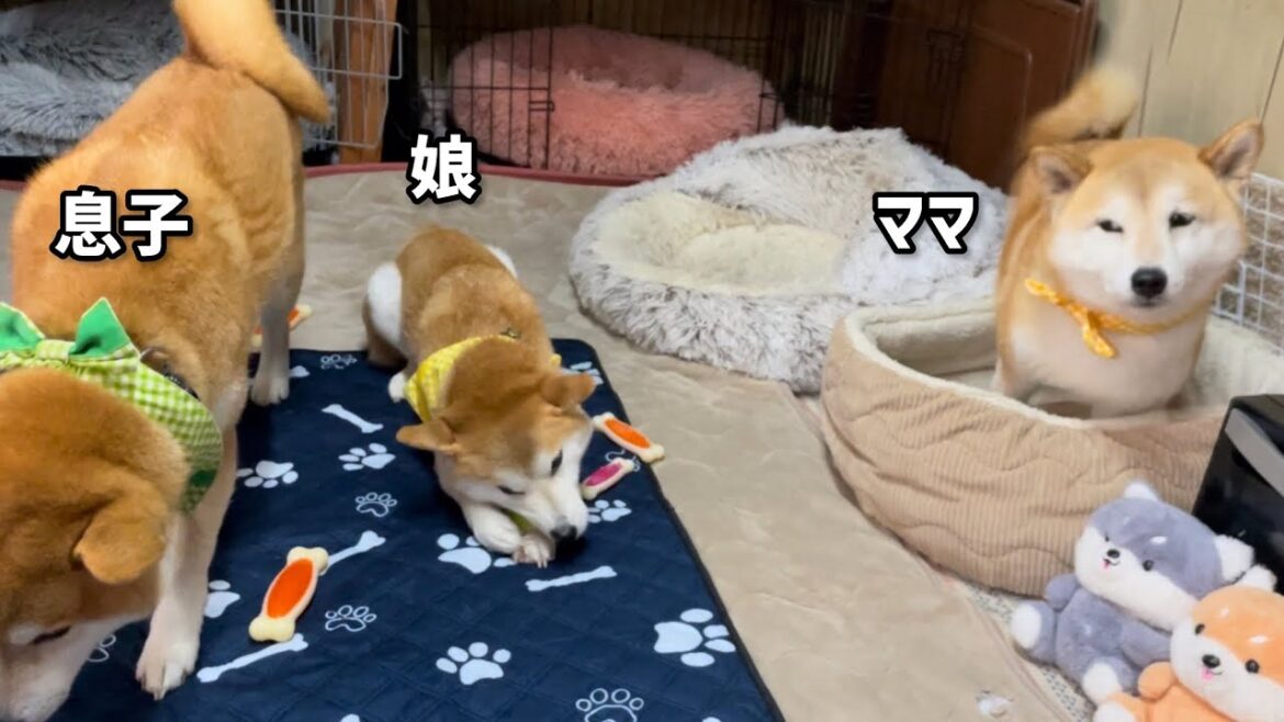 たまたま入った桶から柴犬巨体息子をマークしている最強ママがかわいい