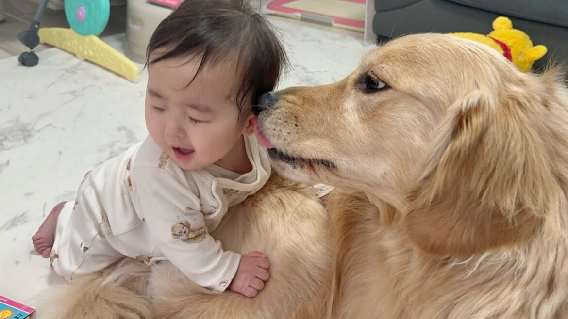 どうしても遊びたい赤ちゃんとどうしても安静にしていてほしいゴールデンレトリバーの戦いが面白すぎました...