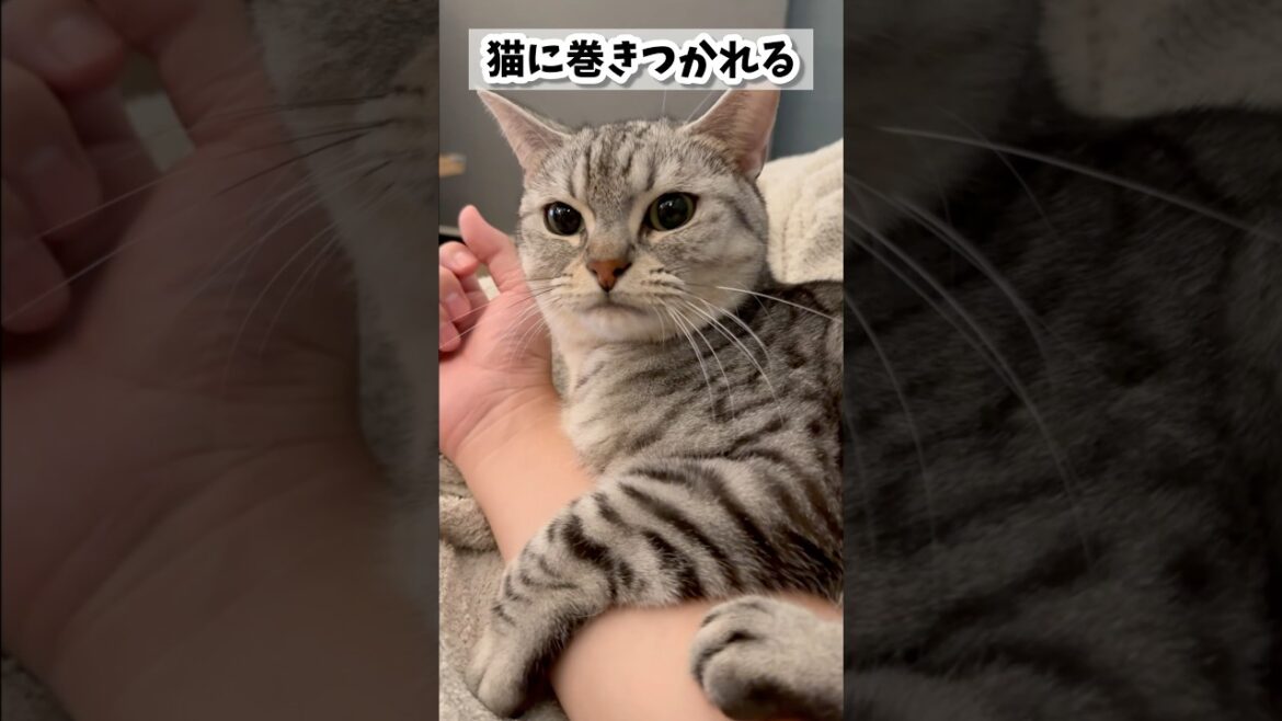 【猫動画】朝起きたら猫が腕に巻き付いていた... #shorts