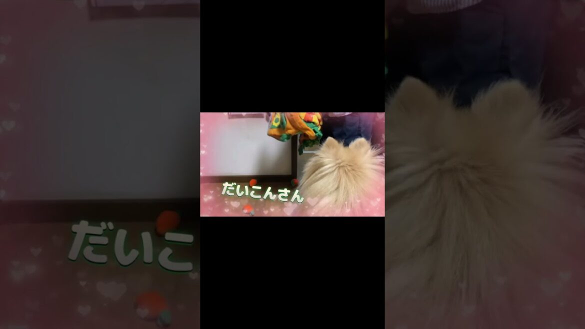 #ポメラニアン #犬 #かわいい #ノーズワークマット #ポメラニアン #犬 #かわいい #ノーズワークマット