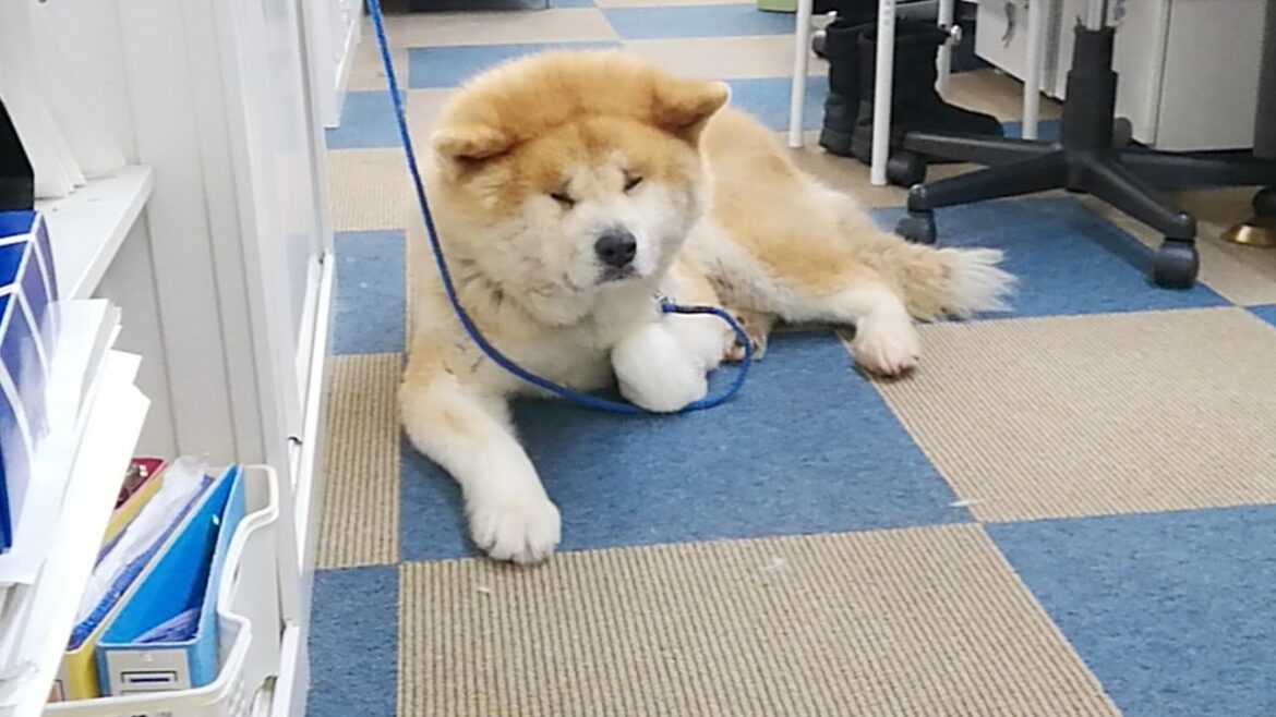 秋田犬会館配信！