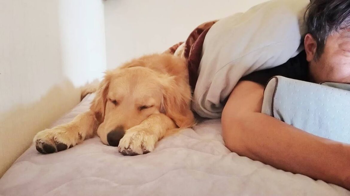 家族がいなくなり寂しくなる子犬。楽しい思い出を胸に就寝します。【Golden Retriever japan】