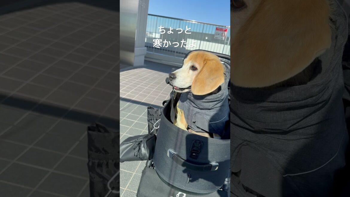 初売りを見に来たビーグルさん#ビーグル #beagle#shorts