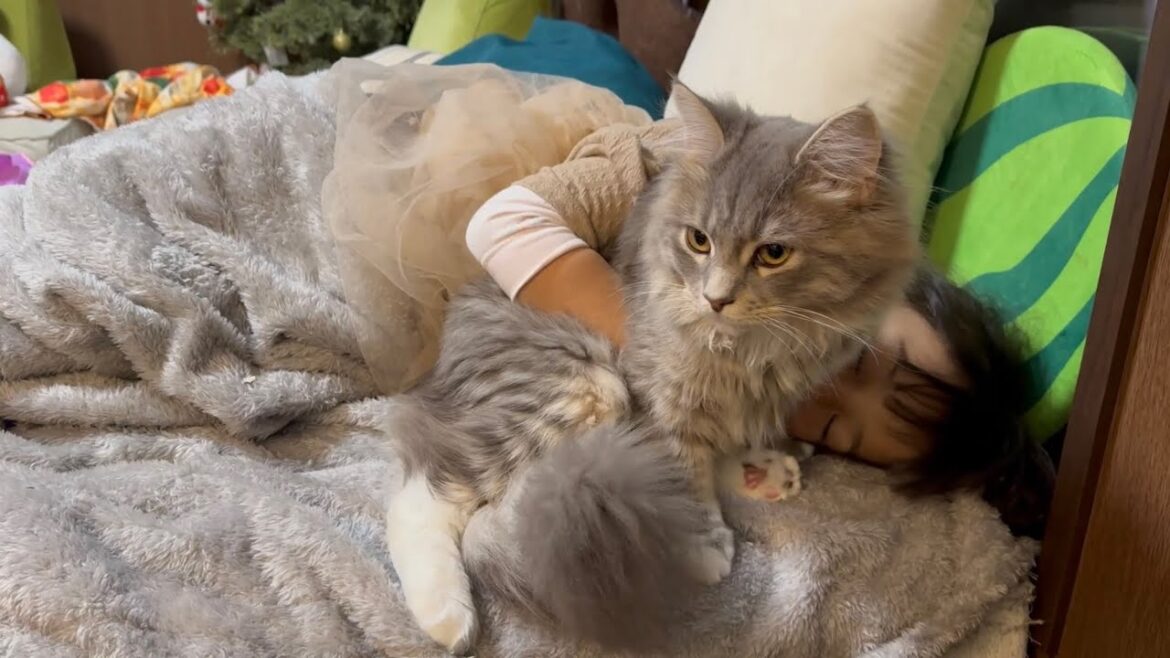 近付きすぎてすぐに捕まる猫　サイベリアンA cat that gets too close and is quickly caught. Siberian