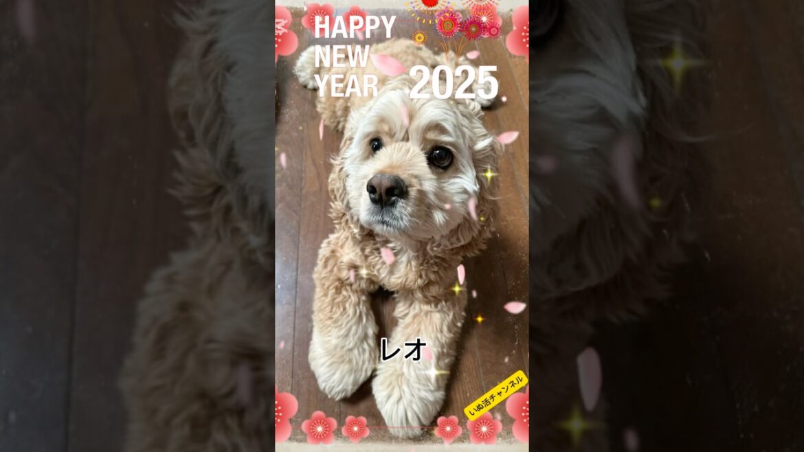#アメリカンコッカースパニエル#アメコカ #キャバリアキングチャールズスパニエル#愛犬との暮らし#いぬ #いぬのいる生活 #いぬすたぐらむ #いぬのきもち#アメコカ部#いぬ部#いぬばか部#キャバリア部