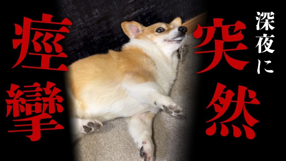 【犬 てんかん発作】コーギーのモコが深夜に突然痙攣し始めた
