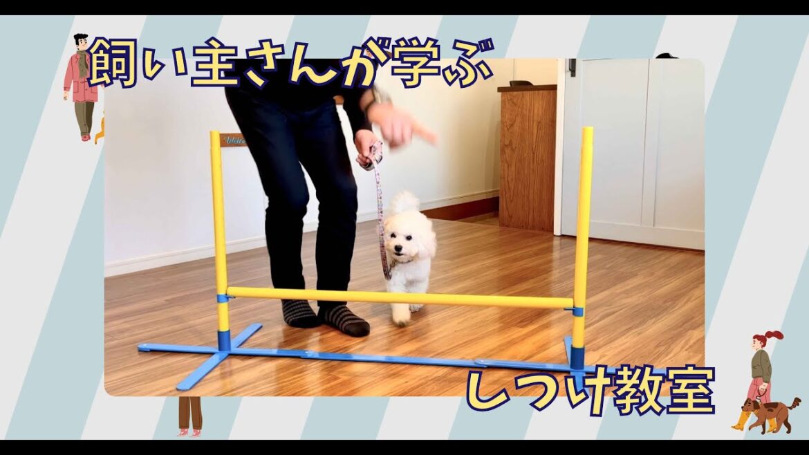【飼い主さんが学ぶしつけ教室：6回目】ビションフリーゼ - Mugi -
