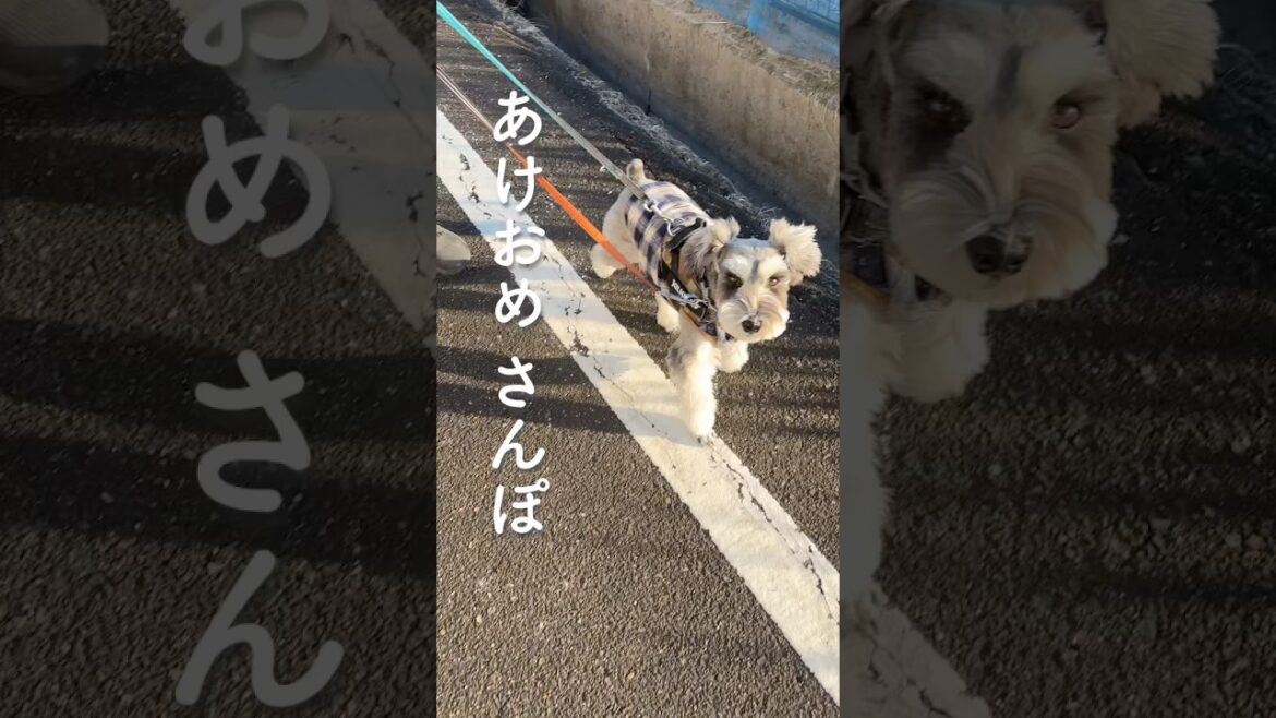 【新年🌅】2025年もクン活する ミニシュナペーちゃんとお散歩　#shorts #schnauzer