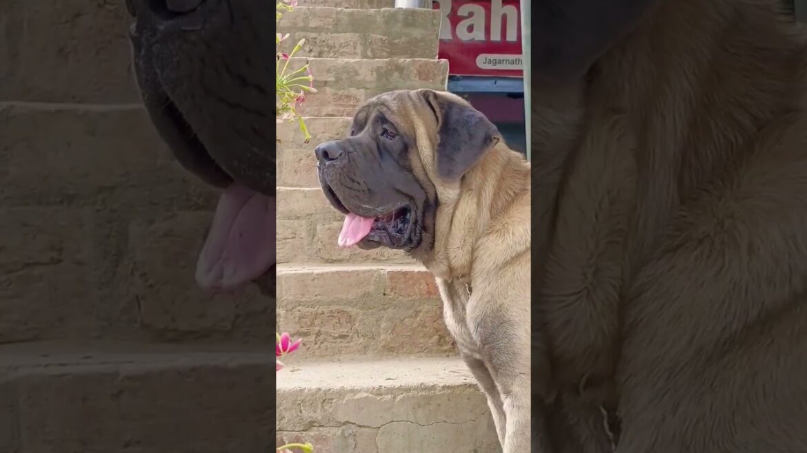 English mastiff barking sound #viral #mastiff #barking #dog #english English mastiff barking sound #viral #mastiff #barking #dog #english