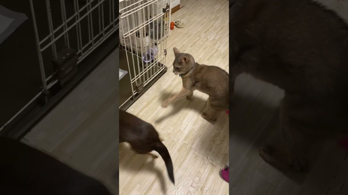 犬小屋に入りたい猫 阻止する犬 #shorts  #チワワ #アビシニアン