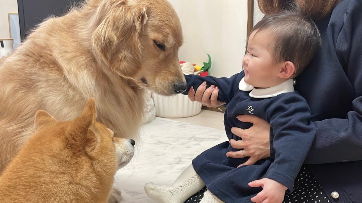 体調不良な赤ちゃんをまるで母親のように心配する豆柴とゴールデンレトリバー