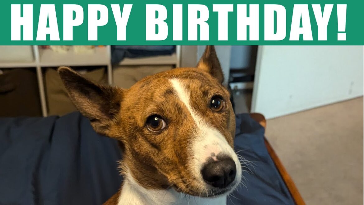 Basenji Nipsey's 5th Birthday