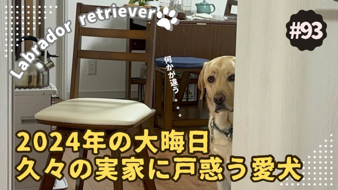 【ラブラドール】久々の実家に戸惑う愛犬